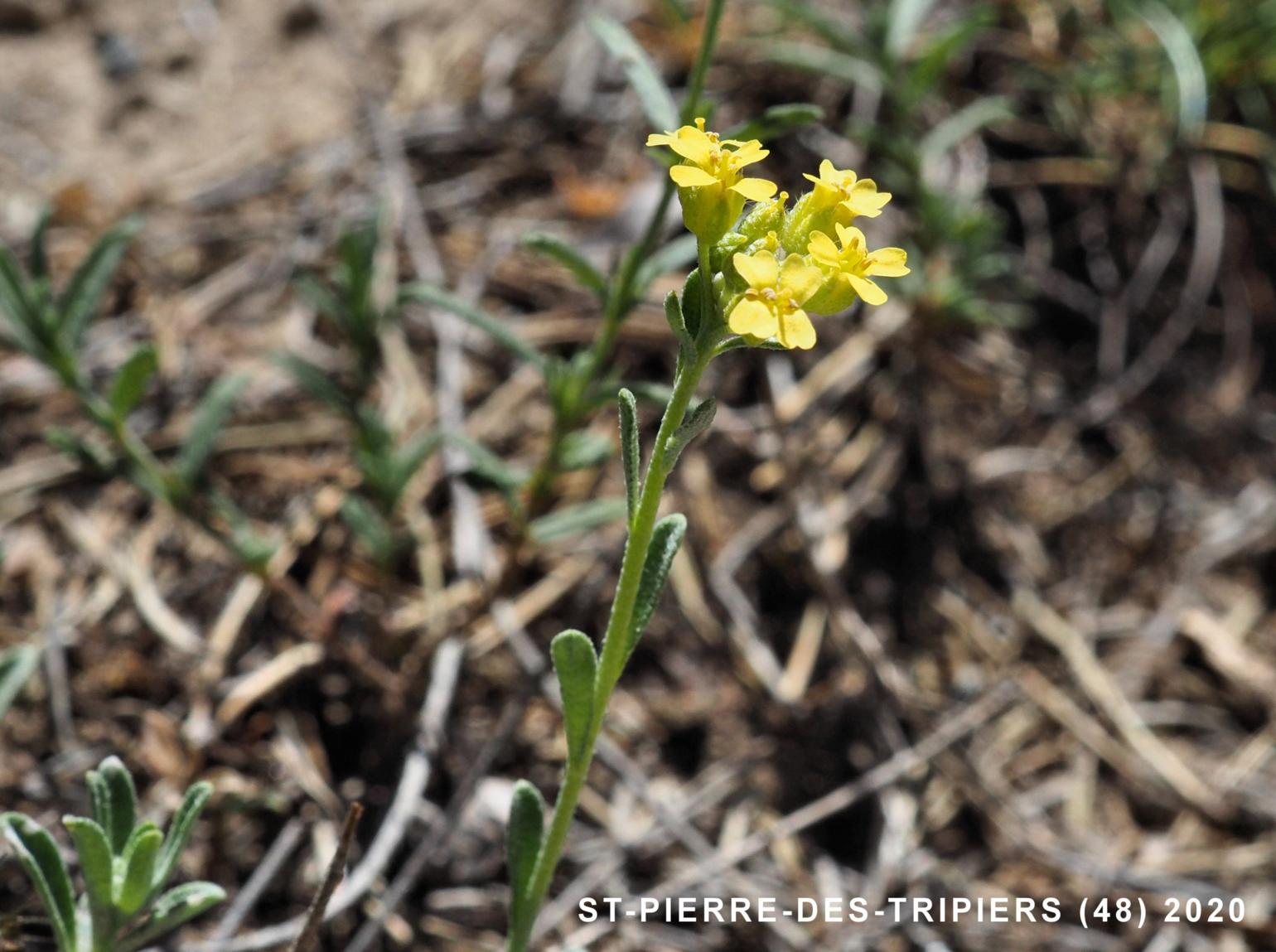 Alyssum, Mountain